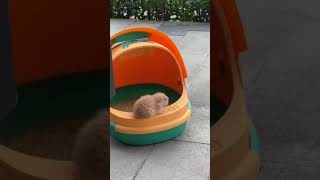 Соня!!! 😀#cats #gato #коты #shorts #приколы #cute #funny #shorts #shortvideo