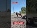 🤠🐎 Голливуд отдыхает: ковбои из Бобруйского района показали класс #новости #беларусь #животные