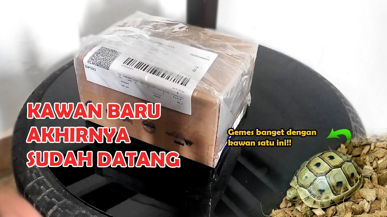 UNBOXING SI HEWAN LUCU | GOLDEN GREEK TORTOISE