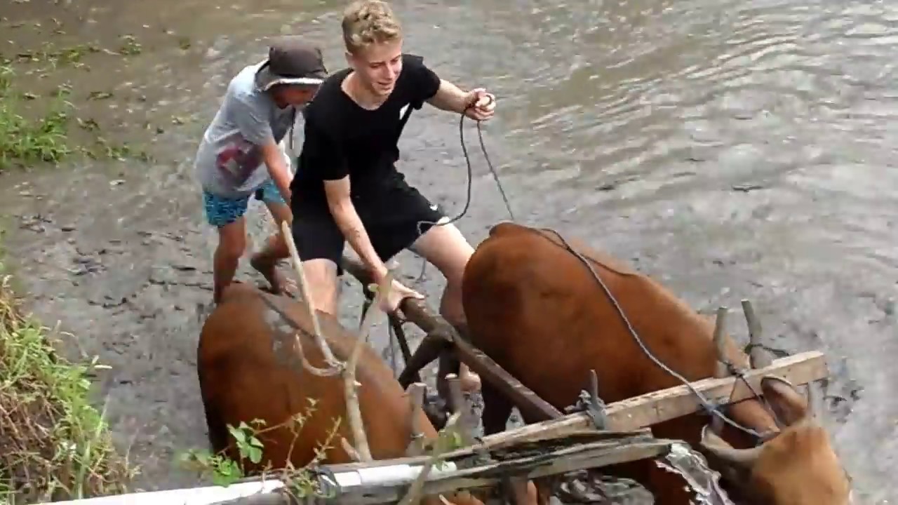 Bali Bull - Buffalo Racing - Rice Fields Ploughing and Farming Experience