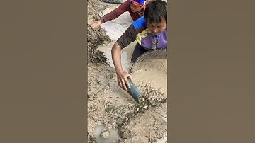 Bầy cá chốt khủng !