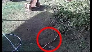 Owner fights python to save her nine month old puppy | Video