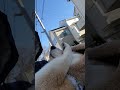 抱っこをしてたら寝落ちした柴犬