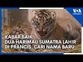 Dua harimau sumatra lahir di prancis bonbin cari nama
