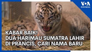 Dua Harimau Sumatra Lahir Di Prancis Bonbin Cari Nama