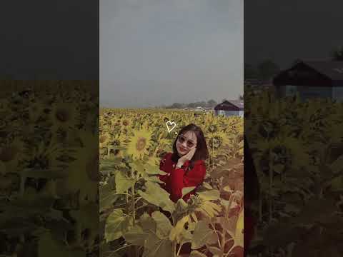 #Sunflower #trend