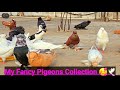 Beautiful Fancy Pigeons Collection|🤩Imported Fancy Pigeons Collection 🕊