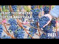 Обзор технических сортов винограда 2021