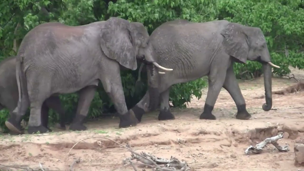 2011 15 chobe movie