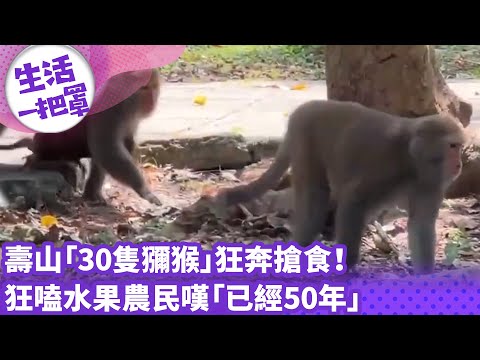 《生活一把罩》壽山「30隻獼猴」狂奔搶食！ 狂嗑水果農民嘆「已經50年」