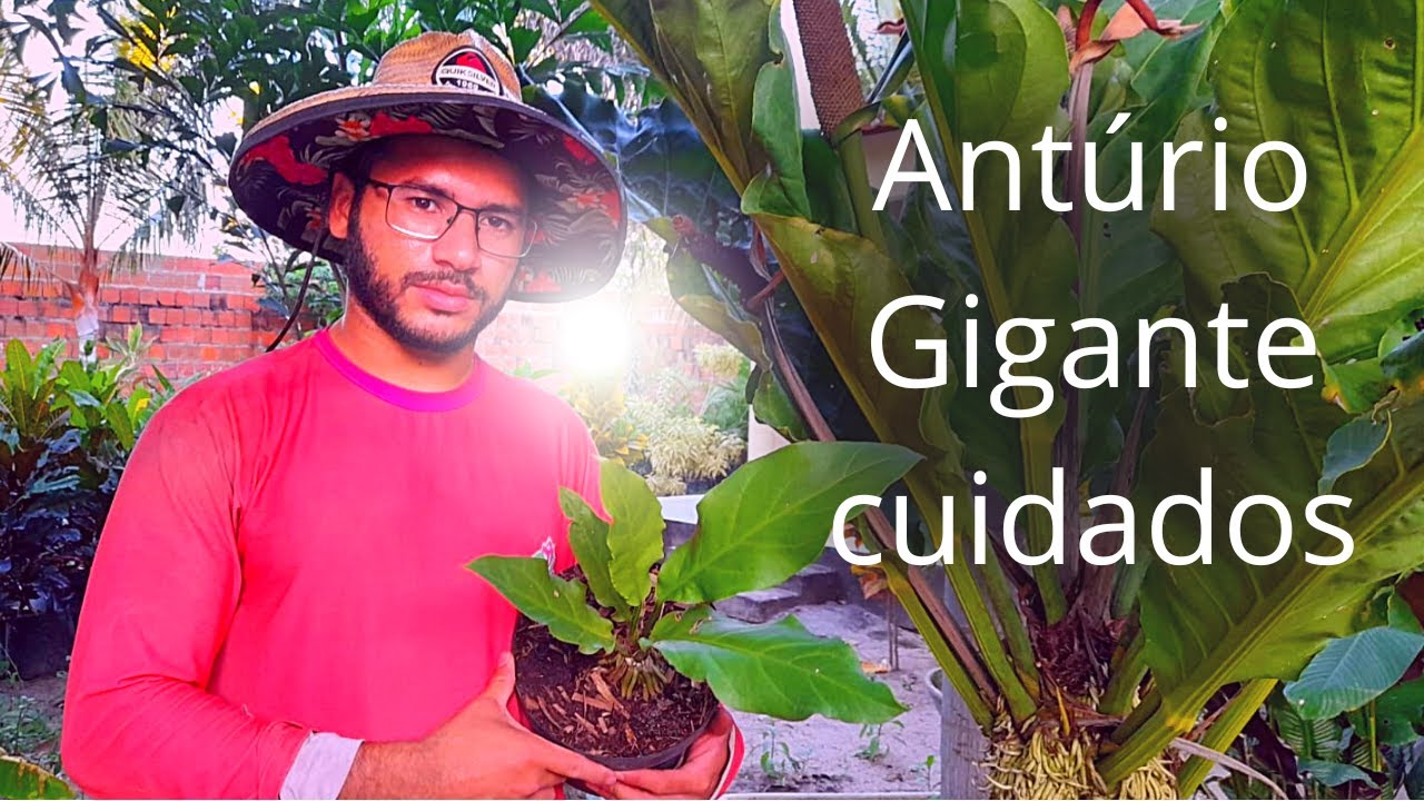 ANTÚRIO HOOKERI como fazer mudas das sementes