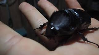 Scarab Dynastinae ? - Kolosunan