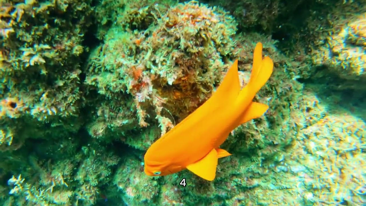 10 fun facts about Mandarin fish