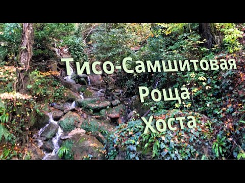 Хоста. Тисо-Самшитовая Роща. Заповедная зона. Реликтовый лес. Памятник флоры.