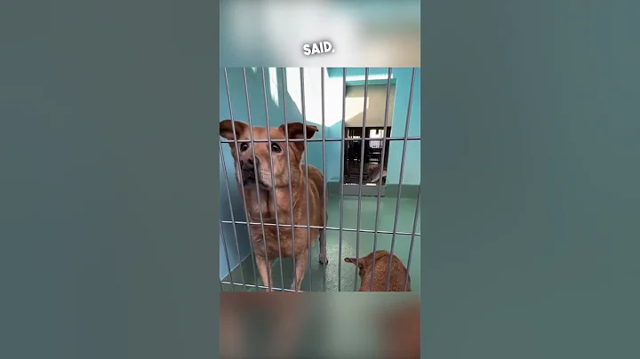 These dogs were saved after their owner passed away ❤️ - DayDayNews