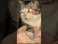 Animal Glowing Eyes #facts #shorts #ytshorts #shortvideo #trending #viral