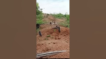 Trik Jitu! Puluhan Kacer Masuk Prangkap Pikat!