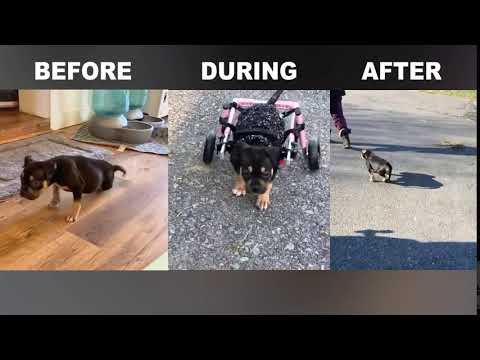 Video: Mama câine salvat la ora a unsprezecea dă naștere pe Livestream