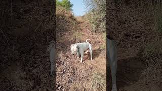 vary berry aggressive Pitbull terrier dog#hunting skill