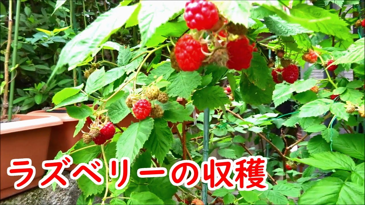 ラズベリーの収穫 栽培 育て方 成長記録 Youtube