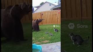 Wild Bear Attacks Cat But Squirrels Come To The Rescue