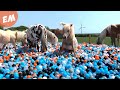 Ball pool surprise for my 11 miniature ponies  30000 balls