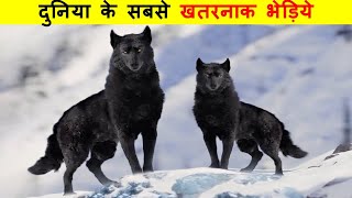 जंगली भेड़ियों का हमला इतना खतरनाक क्यों होता है ? WHY WOLVES ATTACK IS SO  DANGEROUS ?