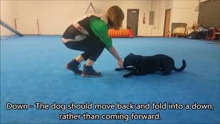 Teaching Competitive Obedience Positions