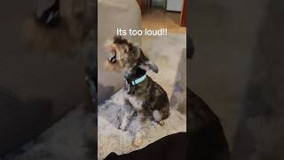 TBT: Scared Baby Skye❤️❤️ #viral #puppy #funnypuppy #puppyface #fypシ゚viral #doglife #puppy