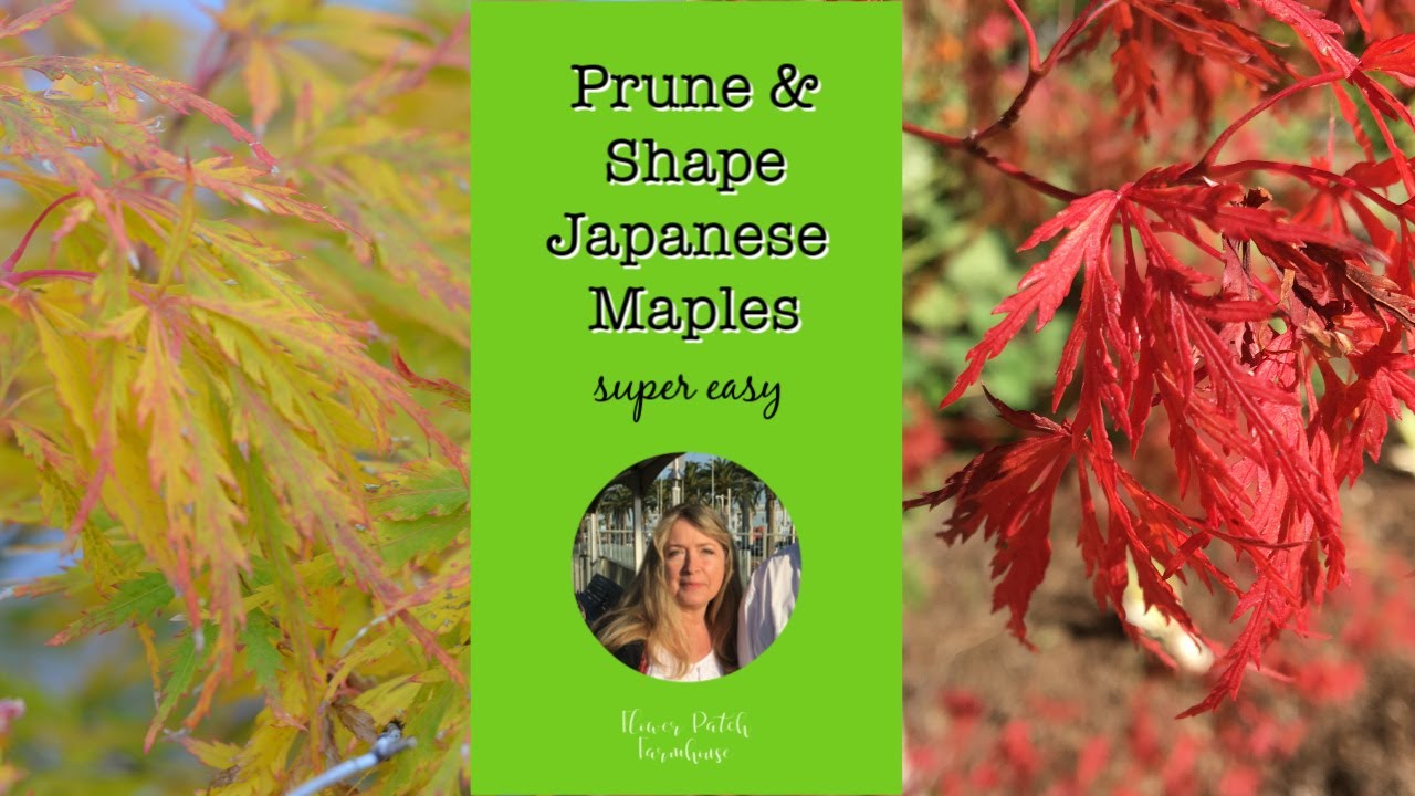 Prune Shape Japanese Maples super Easy And Effective YouTube Prune Shape Japanese Maples super Easy And Effective YouTube