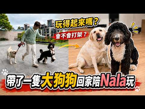 要不要養第二隻狗？我們把朋友的狗接回家試試看5 天｜彼得爸與蘇珊媽