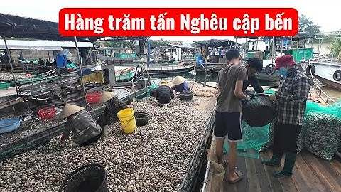 Bến cảng biến thành "đại công trường" sàng  chọn Nghêu