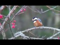 ヤマガラ(1)地鳴きとさえずり - Varied tit - Wild Bird - 野鳥 動画図鑑