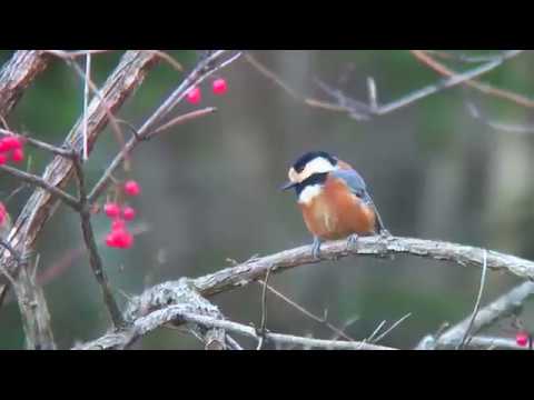 ヤマガラ 1 地鳴きとさえずり Varied Tit Wild Bird 野鳥 動画図鑑 Youtube