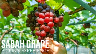 Sabah Grape Picking Experience At Jon GrapeVine and Figs Garden, Tamparuli, Sabah