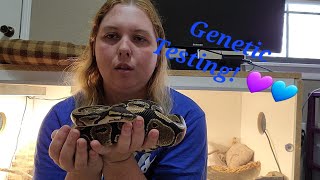 Famous Genetic testing for ball pythons! Net Worth