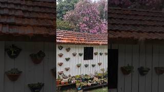 #casinhadeboneca #orquideasdentrodecasa #orquídeas  #suculentas #suculentasecactos #viralvideo #fy