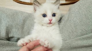 고양이 배를 만져보았습니다