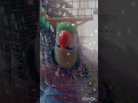 See The Last Bit How Amazing Cutebird Birds Cuteparrot Bts Sound Warzone Status Tiktok