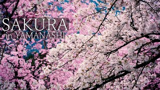 Sakura in YAMANASHI: Collaboration of cherry blossoms that decorate the land of Yamanashi