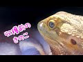 【幻のキノコの栽培】フトアゴヒゲトカゲの鼻に生えるキノコ☆おちょこさんの脱皮 Beardeddragon