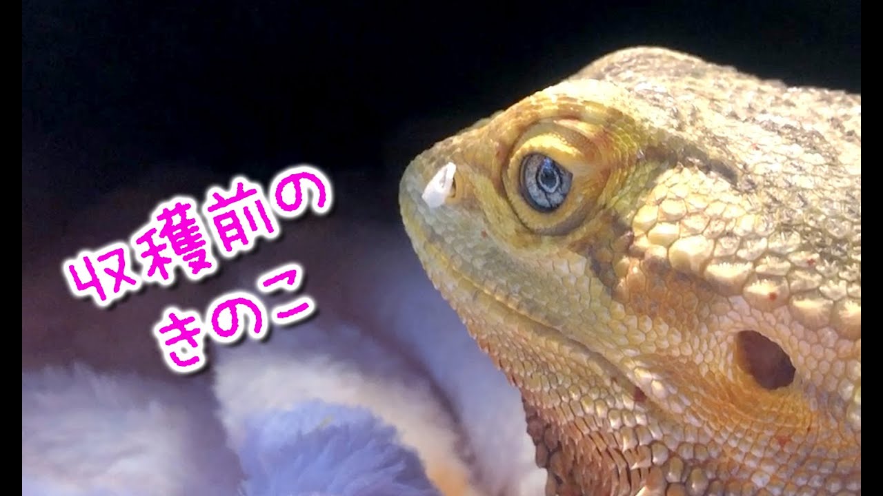 幻のキノコの栽培 フトアゴヒゲトカゲの鼻に生えるキノコ おちょこさんの脱皮 Beardeddragon Youtube