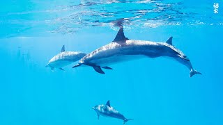 Under Red Sea 4K -🐠 Incredible Underwater World - Tropical Fish, Coral Reefs, Sea Turtle in Aquarium