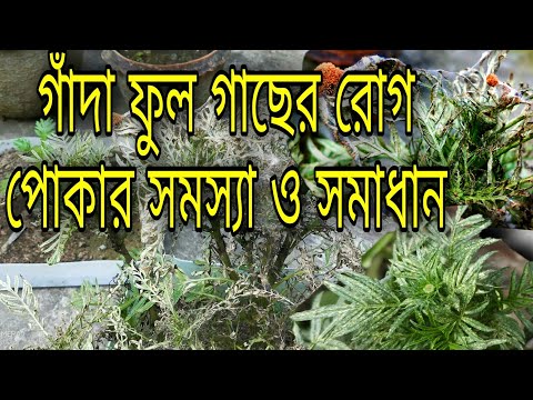 ভিডিও: কিভাবে গাঁদা রোগ চিনবেন?