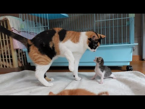 【生後20日】子猫と遊びたくて仕方ない先住猫