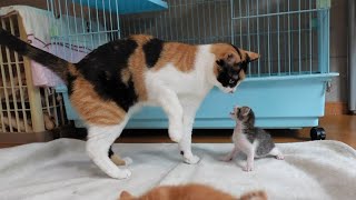 【生後20日】子猫と遊びたくて仕方ない先住猫