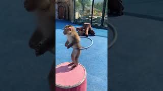 Funny Monkey Dance Video.Comedy Drama in India.Bandar ka khel.कॉमेडी बन्दर का खेल,मदारी.Madari