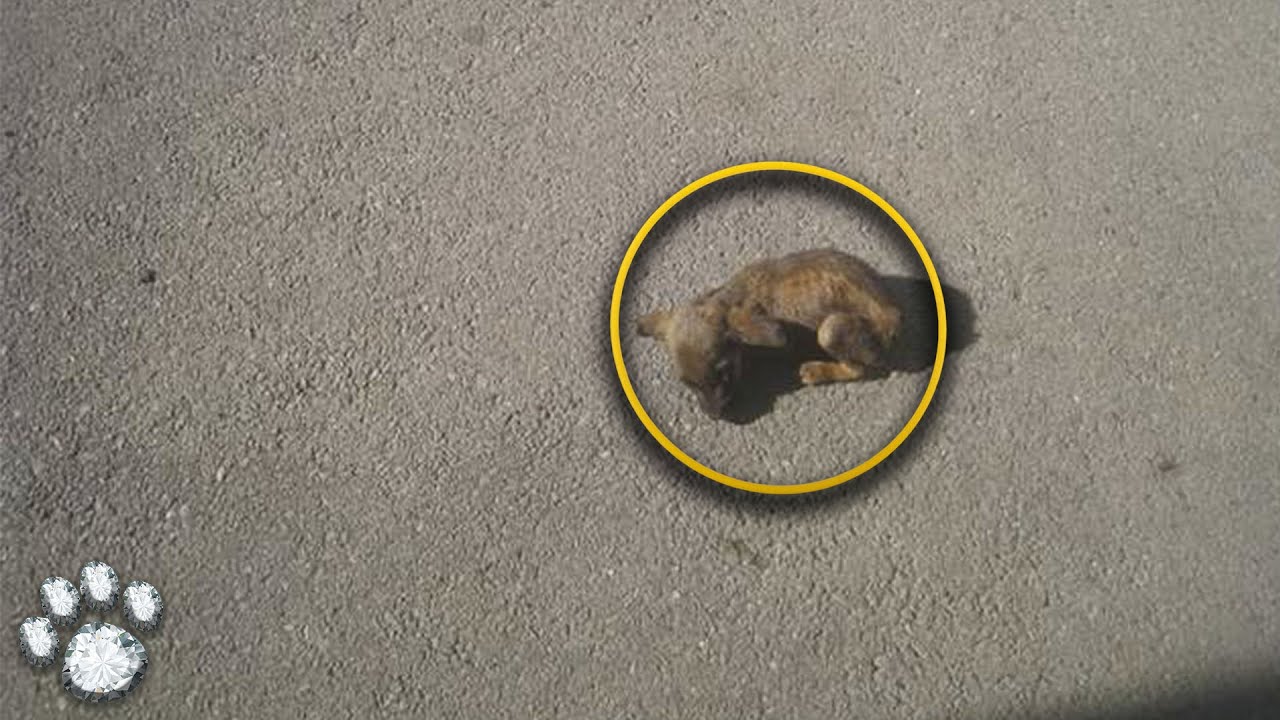 The Little One Lay Motionless On the Busy Highway, it Seemed There was ...