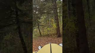 Driving In The Forest-2025 | 1952 MG TD Roadster 4-Sp Manual Restored | Collector Car Canada Lot 328