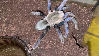 Female Cobalt Blue Tarantula